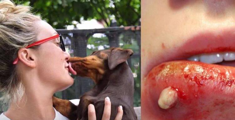 virkningsfuldhed uheldigvis Borgerskab Dyrlægens advarsel: Derfor må du ALDRIG lade din hund slikke dig på munden  og i ansigtet!